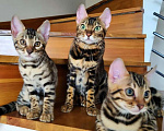 Кошки в Калининграде: Бенгальские котята Мальчик, 25 000 руб. - фото 3