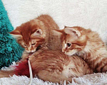Кошки в Кингисеппе: Мейн куны рыжие морды, 10 000 руб. - фото 9