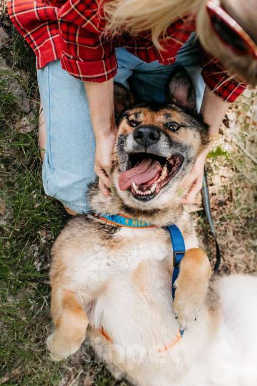Собаки в Москве: Бро - ваш будущий лучший Друг! В добрые руки Мальчик, Бесплатно - фото 9