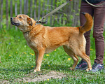 Собаки в Обнинске: Самая необычная собака Девочка, Бесплатно - фото 4