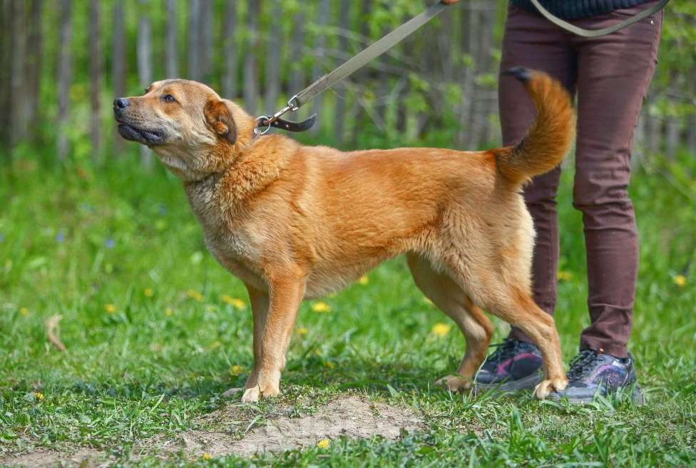 Собаки в Обнинске: Самая необычная собака Девочка, Бесплатно - фото 4
