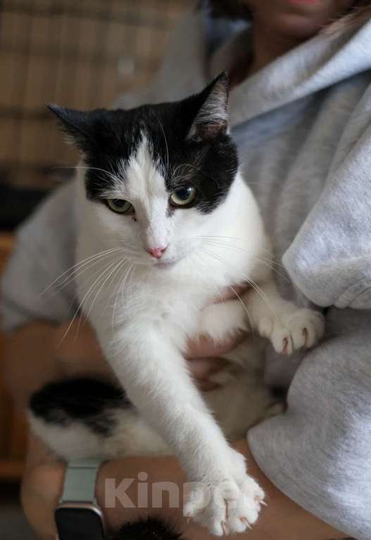 Кошки в Санкт-Петербурге: Рэй из приюта Мальчик, Бесплатно - фото 4