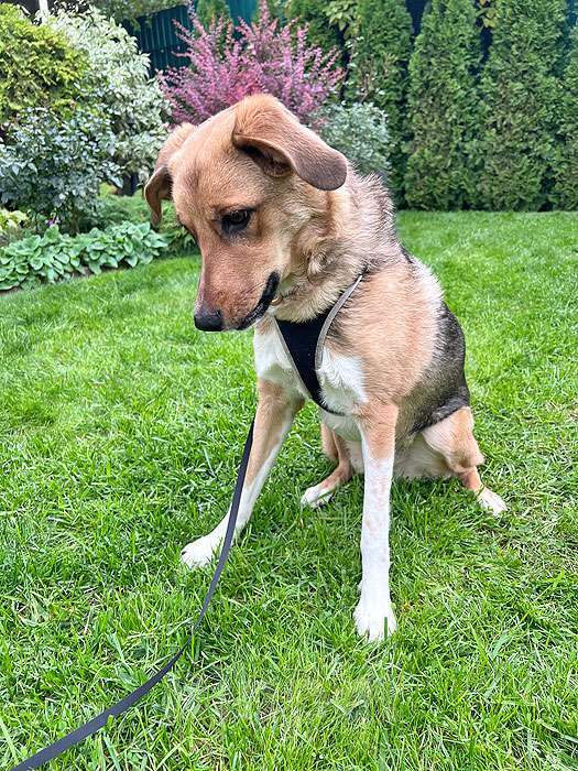 Собаки в Москве: Солнечная молодая собачка Шанти, отличный компаньон ищет дом Девочка, 10 руб. - фото 4