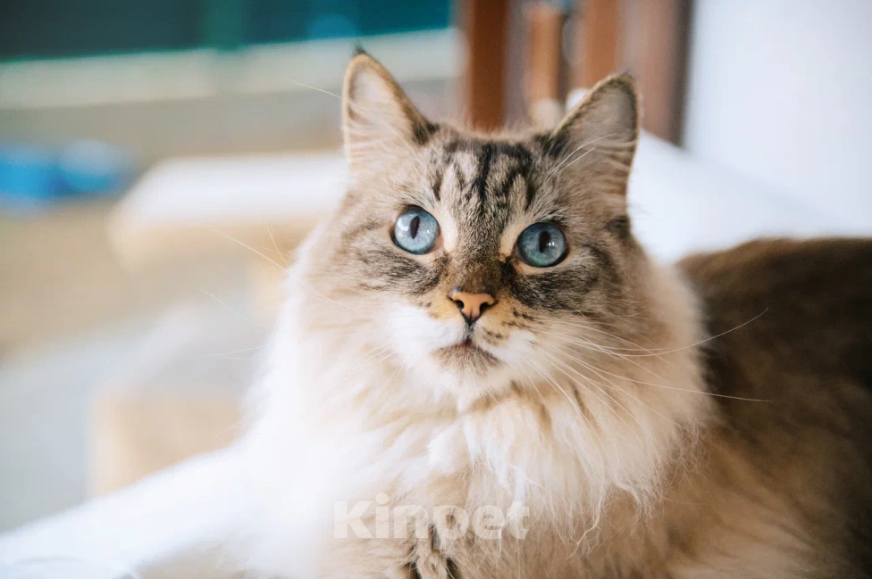 Кошки в Москве: Мурзилка мечтает о любящей семье! Мальчик, Бесплатно - фото 1