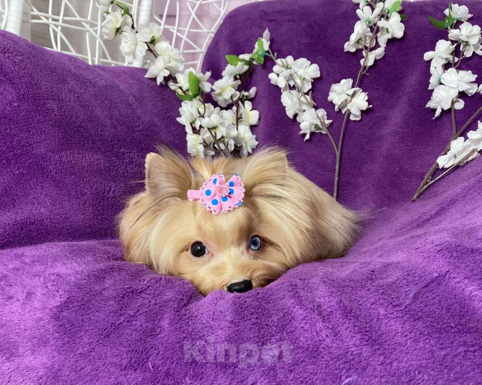 Собаки в Москве: Подрощенный мини йорк девочка голубоглазая Девочка, 100 000 руб. - фото 8