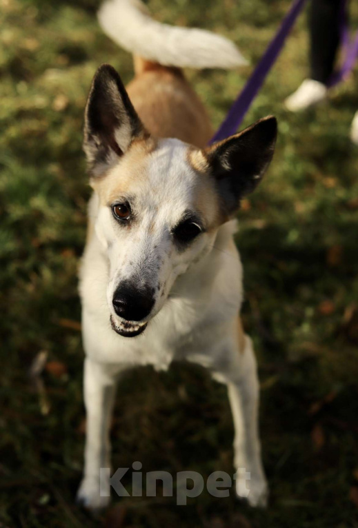 Собаки в Москве: Берта ищет дом Девочка, Бесплатно - фото 5