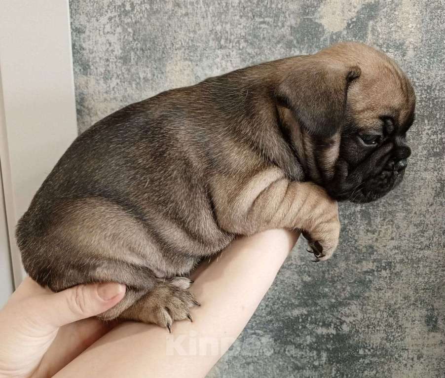 Собаки в Каменске-Уральском: Молния Девочка, 30 000 руб. - фото 5