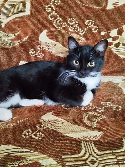 Фросе нужен дом