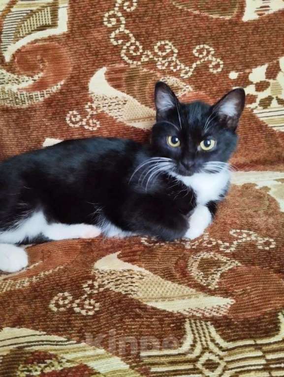 Кошки в Москве: Фросе нужен дом Девочка, Бесплатно - фото 1