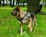 Собаки в Москве: Фокс ищет дом Мальчик, 1 руб. - фото 2