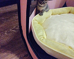 Кошки в Домодедово: Без кота жизнь не та! Разнополые, Бесплатно - фото 2