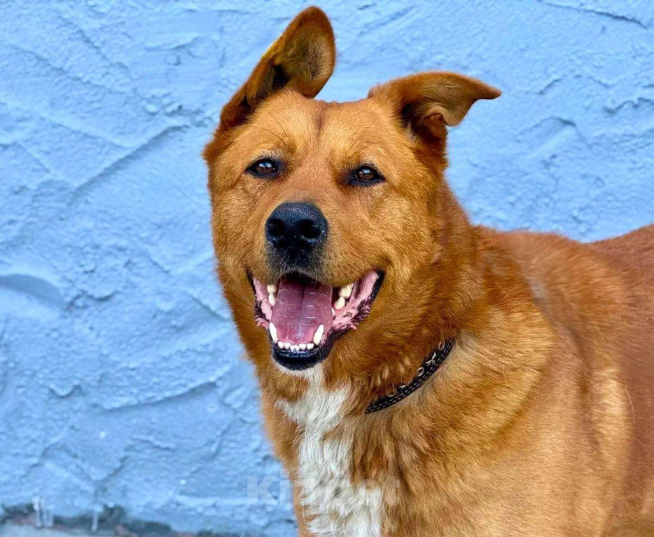 Собаки в Пушкино: Рыжий ищет дом Мальчик, Бесплатно - фото 1