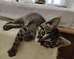 Кошки в Королеве: Котёнок в добрые руки Мальчик, Бесплатно - фото 4