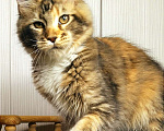Кошки в Мытищах: Котенок Мейн кун Девочка, 40 000 руб. - фото 2