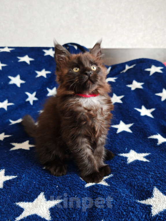 Кошки в Москве: Пушистая красотка Девочка, 25 000 руб. - фото 3