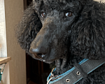 Собаки в Москве: Кобель пуделя для вязки  Мальчик, Бесплатно - фото 1