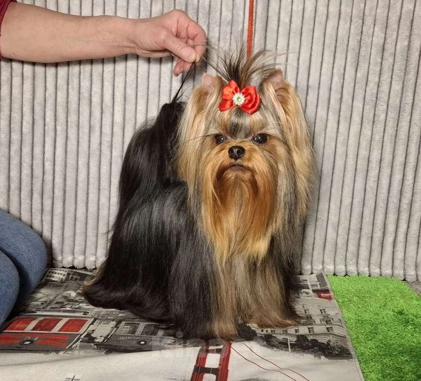 Собаки в Москве: Йорк девочка мини Девочка, 120 000 руб. - фото 1