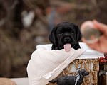 Собаки в Новороссийске: щенки лабрадора Мальчик, Бесплатно - фото 5