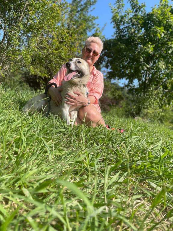 Собаки в других городах Краснодарского края: Мама с дочкой в дар только вместе метисы хаски и лабрадора Девочка, Бесплатно - фото 7