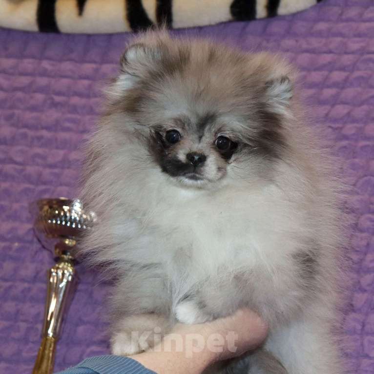 Собаки в Москве: Шикарная красотка шпица Девочка, 55 000 руб. - фото 3