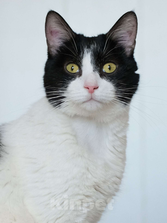 Кошки в Санкт-Петербурге: Бонифаций из приюта в добрые руки Мальчик, Бесплатно - фото 3