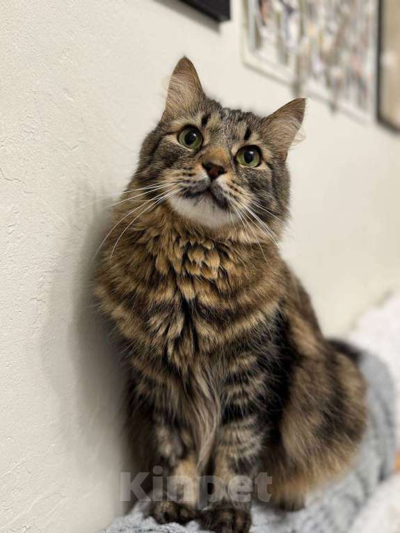 Кошки в Балашихе: Банзай Мальчик, Бесплатно - фото 2