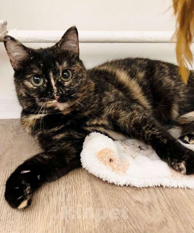 Кошки в Москве: Кошечка Ежевика ищет дом Девочка, Бесплатно - фото 6