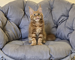 Кошки в Саратове: Котята мейн-кун Девочка, 40 000 руб. - фото 1