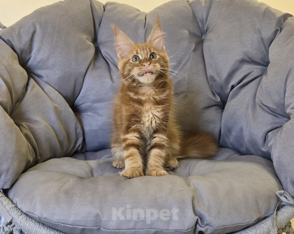 Кошки в Саратове: Котята мейн-кун Девочка, 40 000 руб. - фото 1