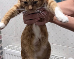 Кошки в других городах Московской области: котенок девочка Девочка, Бесплатно - фото 4