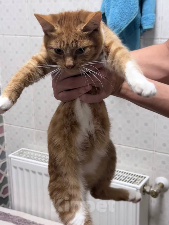 Кошки в других городах Московской области: котенок девочка Девочка, Бесплатно - фото 4