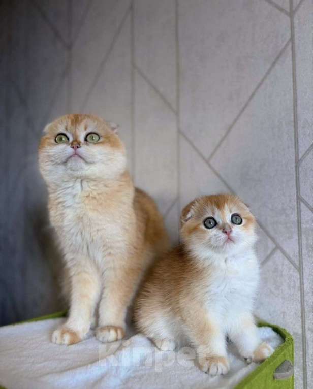 Кошки в Москве: Шотландская вислоухая кошечка Девочка, 45 000 руб. - фото 4