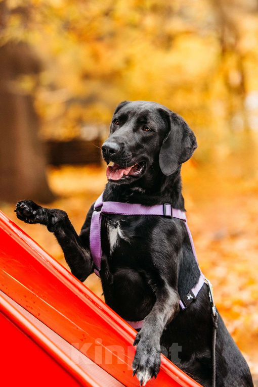 Собаки в Москве: Собака бесплатно Москва Девочка, Бесплатно - фото 4