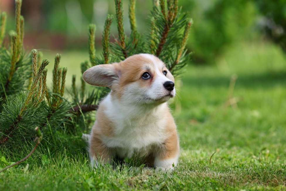 Собаки в Новосибирске: Щенок Вельш корги пемброк Девочка, 70 000 руб. - фото 5