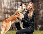 Собаки в Москве: Красавица Пати ищет дом Девочка, 1 руб. - фото 4