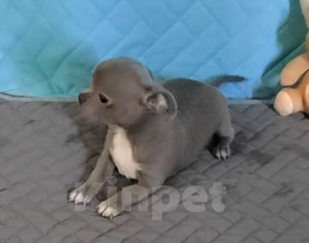 Собаки в Балахне: Чихуахуа Мальчик, Бесплатно - фото 3