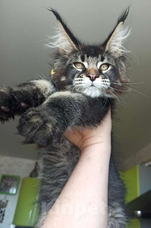 Кошки в Москве: Котята Мейн  кун мальчики  Мальчик, 65 000 руб. - фото 9