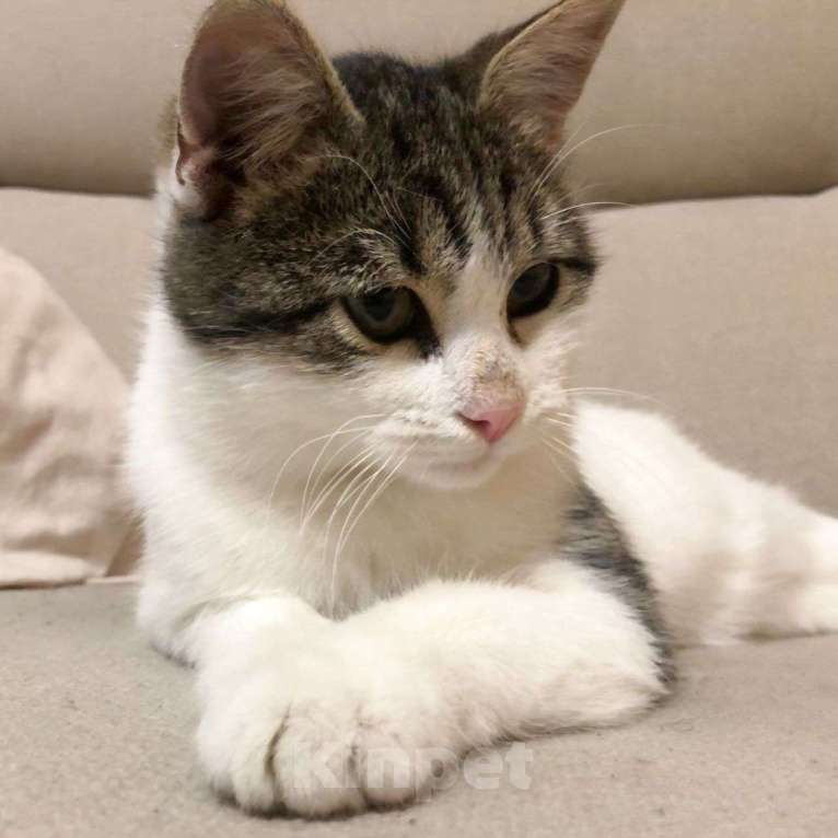 Кошки в Москве: Тиму спасли с пепелища — это все, что осталось от дома.. Мальчик, Бесплатно - фото 3