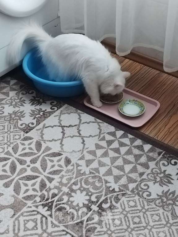 Кошки в Оренбурге: Ева ищет добрых хозяев Девочка, Бесплатно - фото 4