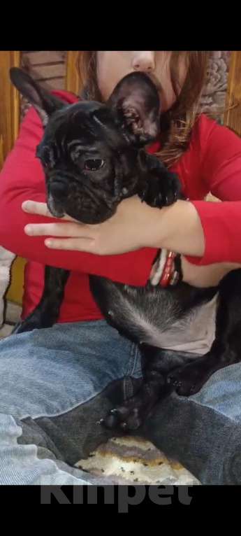 Собаки в Хадыженске: Девочка Французский бульдог РКФ  Девочка, Бесплатно - фото 5