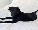 Собаки в Москве: Черное солнышко Стрелка, ласковый щеночек в добрые руки Девочка, 10 руб. - фото 7