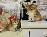 Кошки в Краснодаре: Предлагаю к продаже котят золотой шиншиллы Девочка, 18 000 руб. - фото 3