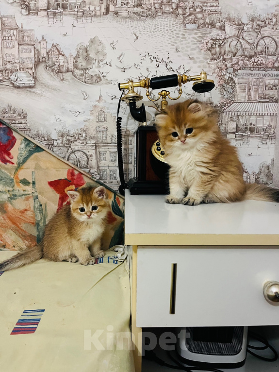 Кошки в Краснодаре: Предлагаю к продаже котят золотой шиншиллы Девочка, 18 000 руб. - фото 3