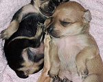 Собаки в Тюмени: Мини той терьер Мальчик, 12 000 руб. - фото 6