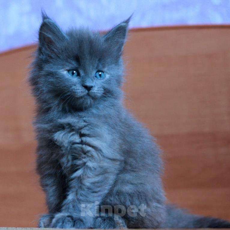 Кошки в Химках: Котята мейкуны полидакты Мальчик, Бесплатно - фото 6