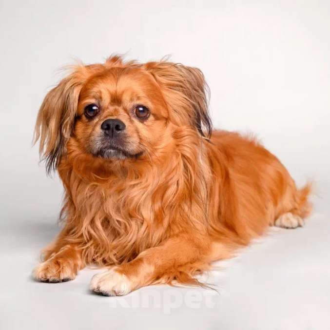 Собаки в Москве: Тима Мальчик, Бесплатно - фото 3