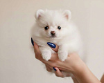 Собаки в Москве: Эксклюзивный Померанский шпиц (малый) | микро | девочка Девочка, 100 000 руб. - фото 4