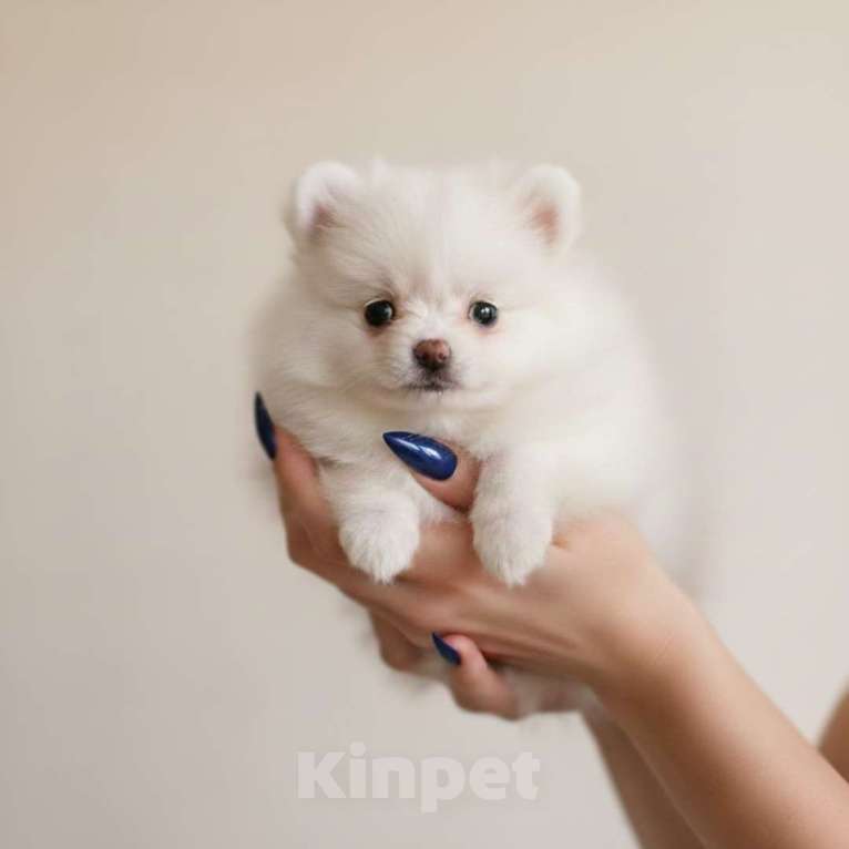 Собаки в Москве: Эксклюзивный Померанский шпиц (малый) | микро | девочка Девочка, 100 000 руб. - фото 4