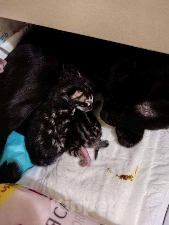 Кошки в Ивантеевке: Бенгальские котята. Серебро, угольное серебро Девочка, Бесплатно - фото 4