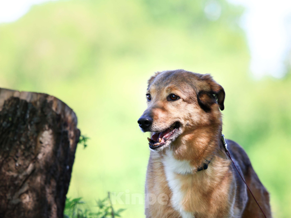 Собаки в Москве: Пожилая собака в добрые руки Девочка, Бесплатно - фото 10